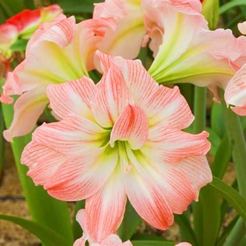 Weihnachtsgeschenke Seltene Amaryllis Winterharte mehrjährige Leicht zu züchten Gärten Geschenk bereit-2zwiebeln-e von CSSWAIA