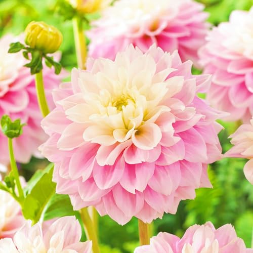 Weihnachtsgeschenke Seltene Dahlien Leicht zu züchten Gärten Winterharte mehrjährige -2Knollen-g Weihnachtsgeschenke Seltene Dahlien Leicht zu züchten Gärten Winterharte mehrjährige -2Knollen-g von CSSWAIA