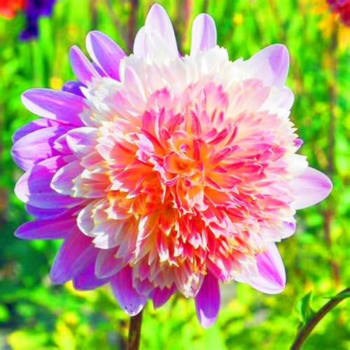 Weihnachtsgeschenke Seltene Dahlien Winterharte mehrjährige Leicht zu züchten Gärten-5Knollen-a Weihnachtsgeschenke Seltene Dahlien Winterharte mehrjährige Leicht zu züchten Gärten-5Knollen-a von CSSWAIA