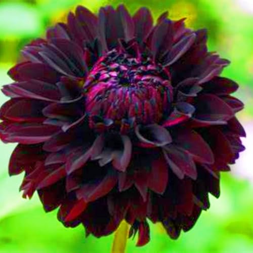 Weihnachtsgeschenke Seltene Dahlien Winterharte mehrjährige Leicht zu züchten Gärten-5Knollen-g Weihnachtsgeschenke Seltene Dahlien Winterharte mehrjährige Leicht zu züchten Gärten-5Knollen-g von CSSWAIA