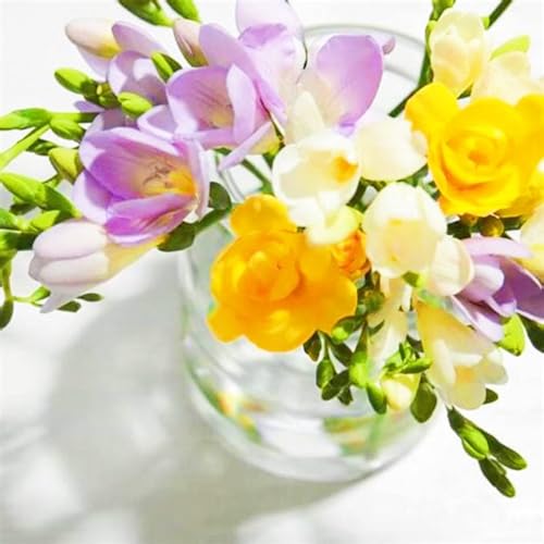 Weihnachtsgeschenke Seltene Freesien Winterharte mehrjährige Leicht zu züchten Gärten Geschenk bereit-10zwiebeln-d Weihnachtsgeschenke Seltene Freesien Winterharte mehrjährige Leicht zu züchten Gärten Geschenk bereit-10zwiebeln-d von CSSWAIA