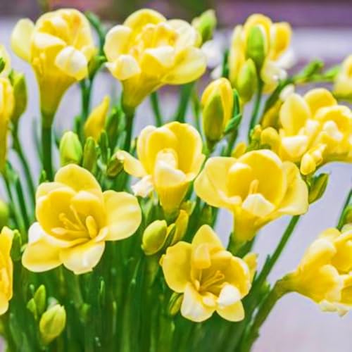 Weihnachtsgeschenke Seltene Freesien Winterharte mehrjährige Leicht zu züchten Gärten Geschenk bereit-20zwiebeln-g von CSSWAIA