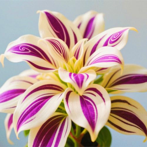 Weihnachtsgeschenke Seltene Hosta Winterharte mehrjährige Leicht zu züchten Gärten-15zwiebeln-e Weihnachtsgeschenke Seltene Hosta Winterharte mehrjährige Leicht zu züchten Gärten-15zwiebeln-e von CSSWAIA