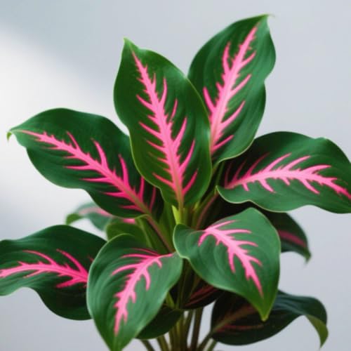 Weihnachtsgeschenke Seltene Hosta Winterharte mehrjährige Leicht zu züchten Gärten-6zwiebeln-b von CSSWAIA