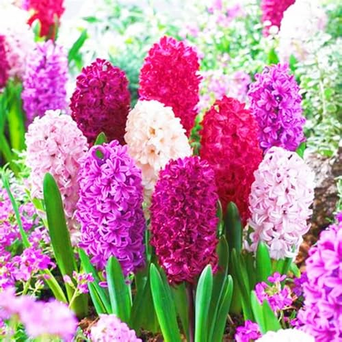 Weihnachtsgeschenke Seltene Hyazinthen Winterharte mehrjährige Leicht zu züchten Gärten-2zwiebeln-e Weihnachtsgeschenke Seltene Hyazinthen Winterharte mehrjährige Leicht zu züchten Gärten-2zwiebeln-e von CSSWAIA