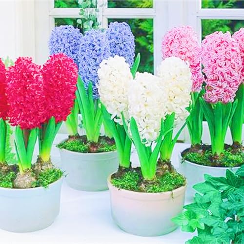 Weihnachtsgeschenke Seltene Hyazinthen Winterharte mehrjährige Leicht zu züchten Gärten-4zwiebeln-g Weihnachtsgeschenke Seltene Hyazinthen Winterharte mehrjährige Leicht zu züchten Gärten-4zwiebeln-g von CSSWAIA