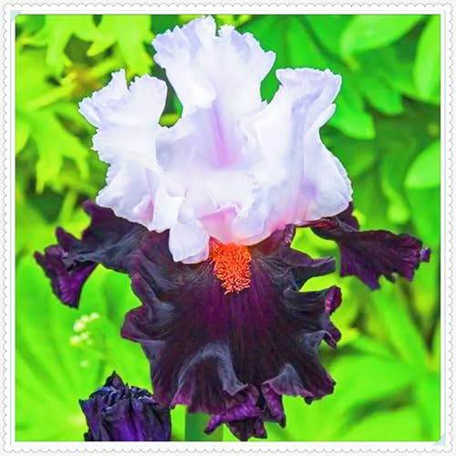 Weihnachtsgeschenke Seltene Iris Winterharte mehrjährige Leicht zu züchten Gärten-10zwiebeln-g Weihnachtsgeschenke Seltene Iris Winterharte mehrjährige Leicht zu züchten Gärten-10zwiebeln-g von CSSWAIA
