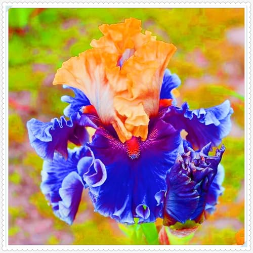 Weihnachtsgeschenke Seltene Iris Winterharte mehrjährige Leicht zu züchten Gärten-4zwiebeln-d Weihnachtsgeschenke Seltene Iris Winterharte mehrjährige Leicht zu züchten Gärten-4zwiebeln-d von CSSWAIA