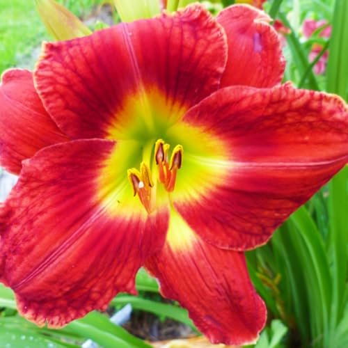 Weihnachtsgeschenke Seltene Taglilien Winterharte mehrjährige Leicht zu züchten Gärten-5zwiebeln-a Weihnachtsgeschenke Seltene Taglilien Winterharte mehrjährige Leicht zu züchten Gärten-5zwiebeln-a von CSSWAIA