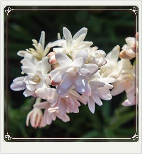 Weihnachtsgeschenke Seltene Tuberose Winterharte mehrjährige Leicht zu züchten Gärten-15Zwiebeln-b von CSSWAIA