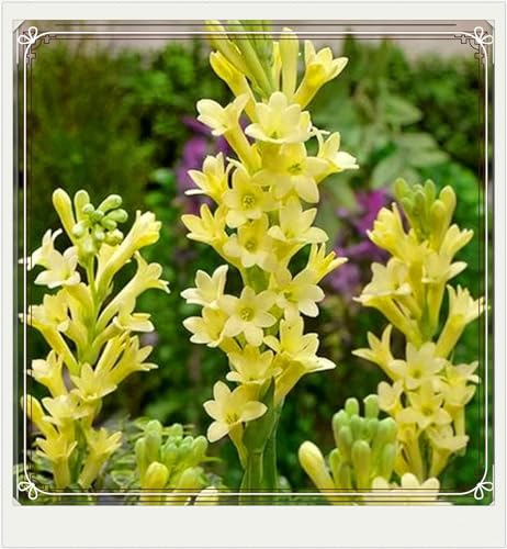 Weihnachtsgeschenke Seltene Tuberose Winterharte mehrjährige Leicht zu züchten Gärten-4Zwiebeln-e Weihnachtsgeschenke Seltene Tuberose Winterharte mehrjährige Leicht zu züchten Gärten-4Zwiebeln-e von CSSWAIA