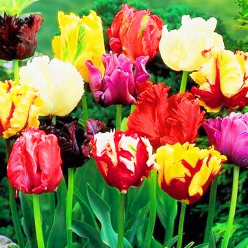 Weihnachtsgeschenke Seltene Tulpen Winterharte mehrjährige Leicht zu züchten Gärten-25zwiebeln-d von CSSWAIA