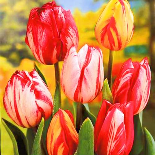 Weihnachtsgeschenke Seltene Tulpen Winterharte mehrjährige Leicht zu züchten Gärten-5zwiebeln-a Weihnachtsgeschenke Seltene Tulpen Winterharte mehrjährige Leicht zu züchten Gärten-5zwiebeln-a von CSSWAIA