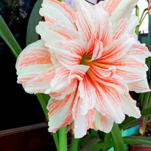Winterharte mehrjährige Seltene Amaryllis Leicht zu züchten Gärten Geschenk bereit-1zwiebeln-a Winterharte mehrjährige Seltene Amaryllis Leicht zu züchten Gärten Geschenk bereit-1zwiebeln-a von CSSWAIA