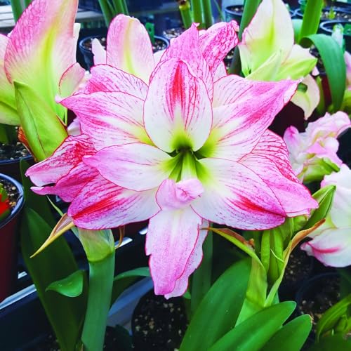 Winterharte mehrjährige Seltene Amaryllis Leicht zu züchten Gärten Geschenk bereit-2zwiebeln-b Winterharte mehrjährige Seltene Amaryllis Leicht zu züchten Gärten Geschenk bereit-2zwiebeln-b von CSSWAIA