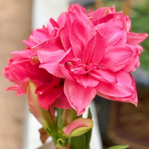 Winterharte mehrjährige Seltene Amaryllis Leicht zu züchten Gärten Geschenk bereit-5zwiebeln-f von CSSWAIA