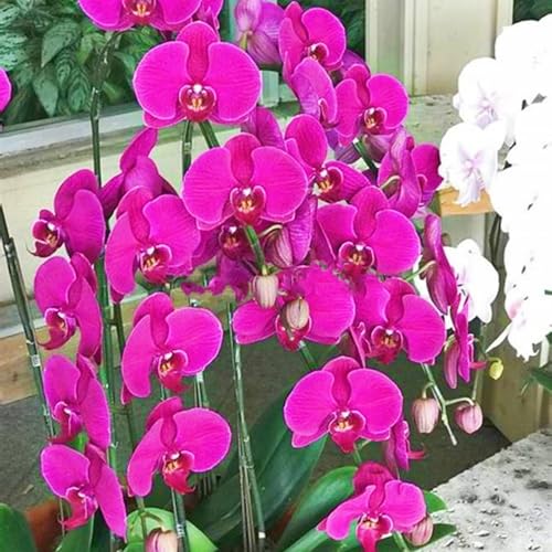 Winterharte mehrjährige Seltene Cymbidium Leicht zu züchten Gärten Geschenk bereit-10Knolle-h Winterharte mehrjährige Seltene Cymbidium Leicht zu züchten Gärten Geschenk bereit-10Knolle-h von CSSWAIA