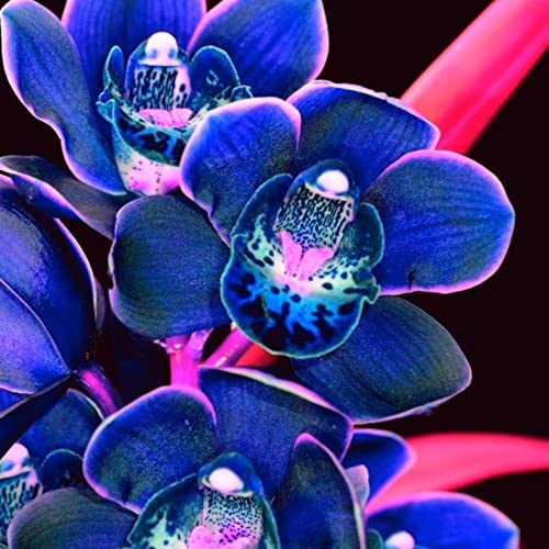 Winterharte mehrjährige Seltene Cymbidium Leicht zu züchten Gärten Geschenk bereit-15Knolle-d Winterharte mehrjährige Seltene Cymbidium Leicht zu züchten Gärten Geschenk bereit-15Knolle-d von CSSWAIA
