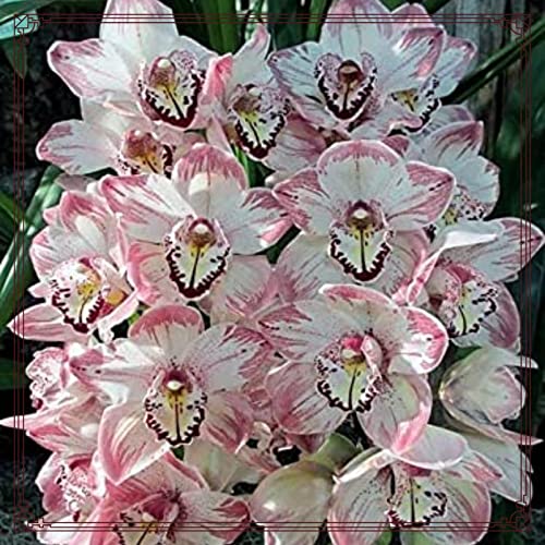 Winterharte mehrjährige Seltene Cymbidium Leicht zu züchten Gärten Geschenk bereit-15Knolle-e von CSSWAIA