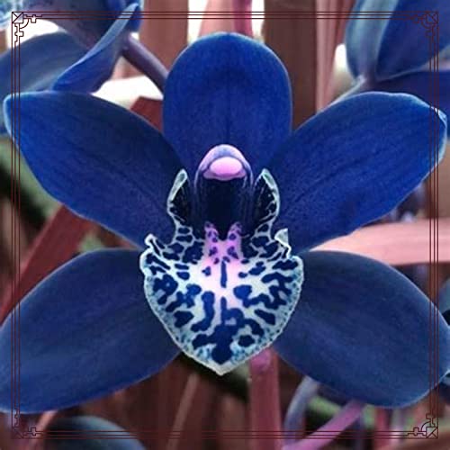 Winterharte mehrjährige Seltene Cymbidium Leicht zu züchten Gärten Geschenk bereit-3Knolle-c Winterharte mehrjährige Seltene Cymbidium Leicht zu züchten Gärten Geschenk bereit-3Knolle-c von CSSWAIA