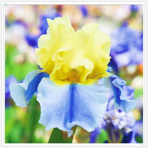 Winterharte mehrjährige Seltene Iris Leicht zu züchten Gärten Geschenk bereit-8zwiebeln-b Winterharte mehrjährige Seltene Iris Leicht zu züchten Gärten Geschenk bereit-8zwiebeln-b von CSSWAIA