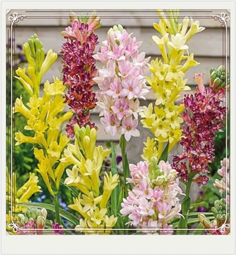 Winterharte mehrjährige Seltene Tuberose Leicht zu züchten Gärten Geschenk bereit-4Zwiebeln-c Winterharte mehrjährige Seltene Tuberose Leicht zu züchten Gärten Geschenk bereit-4Zwiebeln-c von CSSWAIA