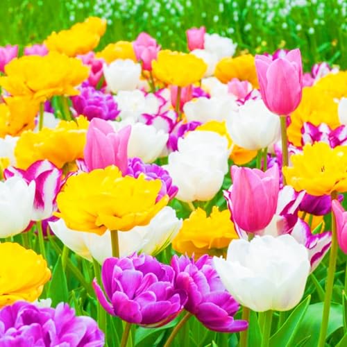 Winterharte mehrjährige Seltene Tulpen Leicht zu züchten Gärten Geschenk bereit-15zwiebeln-f Winterharte mehrjährige Seltene Tulpen Leicht zu züchten Gärten Geschenk bereit-15zwiebeln-f von CSSWAIA