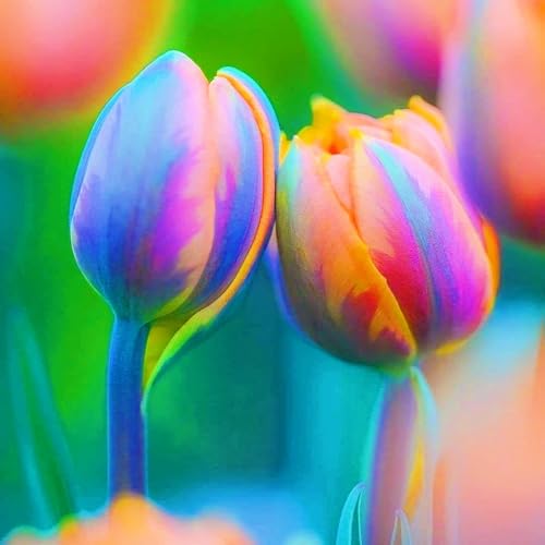 Winterharte mehrjährige Seltene Tulpen Leicht zu züchten Gärten Geschenk bereit-25zwiebeln-d Winterharte mehrjährige Seltene Tulpen Leicht zu züchten Gärten Geschenk bereit-25zwiebeln-d von CSSWAIA