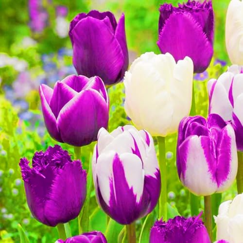 Winterharte mehrjährige Seltene Tulpen Leicht zu züchten Gärten Geschenk bereit-5zwiebeln-a Winterharte mehrjährige Seltene Tulpen Leicht zu züchten Gärten Geschenk bereit-5zwiebeln-a von CSSWAIA