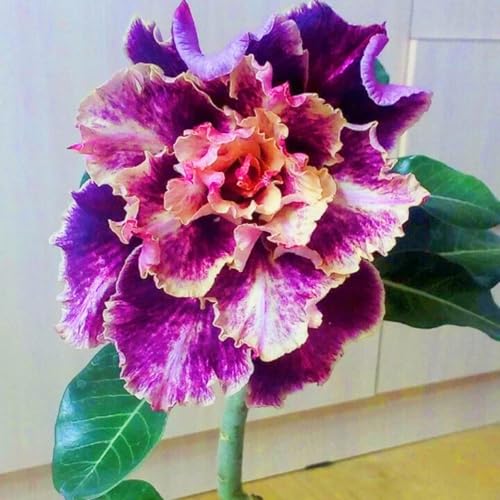 WüStenrosenRhizome Winterhart,Seltene Wüstenrose WüStenrose Rhizome,Gärten Geschenk bereit-2knolle-a WüStenrosenRhizome Winterhart,Seltene Wüstenrose WüStenrose Rhizome,Gärten Geschenk bereit-2knolle-a von CSSWAIA