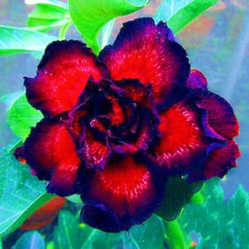 WüStenrosenRhizome Winterhart,Seltene Wüstenrose WüStenrose Rhizome,Gärten Geschenk bereit-2knolle-f WüStenrosenRhizome Winterhart,Seltene Wüstenrose WüStenrose Rhizome,Gärten Geschenk bereit-2knolle-f von CSSWAIA