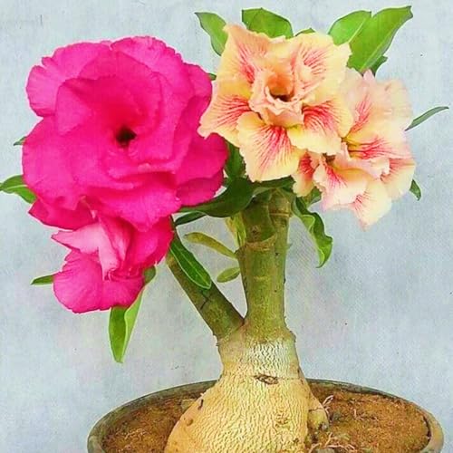 WüStenrosenRhizome Winterhart,Seltene Wüstenrose WüStenrose Rhizome,Gärten Geschenk bereit-3knolle-c WüStenrosenRhizome Winterhart,Seltene Wüstenrose WüStenrose Rhizome,Gärten Geschenk bereit-3knolle-c von CSSWAIA