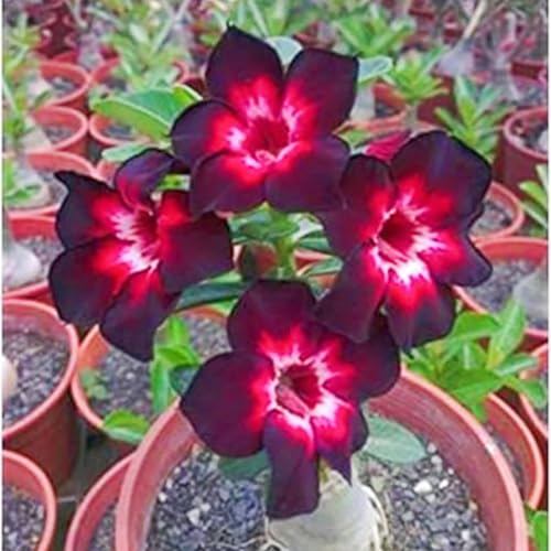 WüStenrosenRhizome Winterhart,Seltene Wüstenrose WüStenrose Rhizome,Gärten Geschenk bereit-3knolle-e WüStenrosenRhizome Winterhart,Seltene Wüstenrose WüStenrose Rhizome,Gärten Geschenk bereit-3knolle-e von CSSWAIA