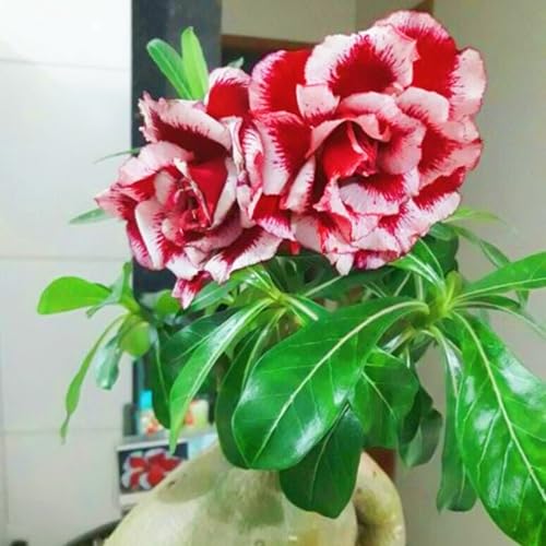 WüStenrosenRhizome Winterhart,Seltene Wüstenrose WüStenrose Rhizome,Gärten Geschenk bereit-3knolle-g WüStenrosenRhizome Winterhart,Seltene Wüstenrose WüStenrose Rhizome,Gärten Geschenk bereit-3knolle-g von CSSWAIA