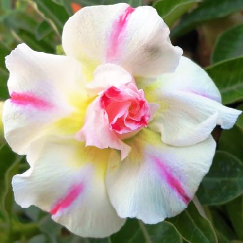 WüStenrosenRhizome Winterhart,Seltene Wüstenrose WüStenrose Rhizome,Gärten Geschenk bereit-5knolle-h WüStenrosenRhizome Winterhart,Seltene Wüstenrose WüStenrose Rhizome,Gärten Geschenk bereit-5knolle-h von CSSWAIA