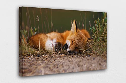 CSSXJART Anmutiger Tierfuchs schlafend, Wandbilder Schlafzimmer Badezimmer | Leinwand Malerei Moderne Poster & Drucke Wandkunst Bild dekoration - 80x120cm Ungerahmt CSSXJART Anmutiger Tierfuchs schlafend, Wandbilder Schlafzimmer Badezimmer | Leinwand Malerei Moderne Poster & Drucke Wandkunst Bild dekoration - 80x120cm Ungerahmt von CSSXJART