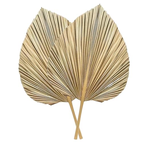 2pcs getrocknete Palmenblätter Dekor, 17, 7 x 9, 8 Zoll Tropische Blätter, Boho -Stil großer Palmblatt für Hochzeitsvase -Tisch -Arrangements, getrocknetes Dekor 2pcs getrocknete Palmenblätter Dekor, 17, 7 x 9, 8 Zoll Tropische Blätter, Boho -Stil großer Palmblatt für Hochzeitsvase -Tisch -Arrangements, getrocknetes Dekor von CUCUFA