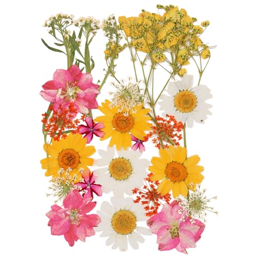 24 Stück Natürliche Getrocknete Blumen Trockenblumen zum Deko Gepresste Gemischte Blätter Gänseblümchen für Kunst DIY Harz Scrapbooking Karten Zubehör Handgemachte Heimdekoration Hochzeit-Stil 2 von CUIDAKJ