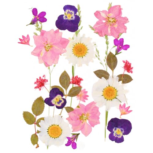 24 Stück Natürliche Getrocknete Blumen Trockenblumen zum Deko Gepresste Gemischte Blätter Gänseblümchen für Kunst DIY Harz Scrapbooking Karten Zubehör Handgemachte Heimdekoration Hochzeit-Stil 1 24 Stück Natürliche Getrocknete Blumen Trockenblumen zum Deko Gepresste Gemischte Blätter Gänseblümchen für Kunst DIY Harz Scrapbooking Karten Zubehör Handgemachte Heimdekoration Hochzeit-Stil 1 von CUIDAKJ