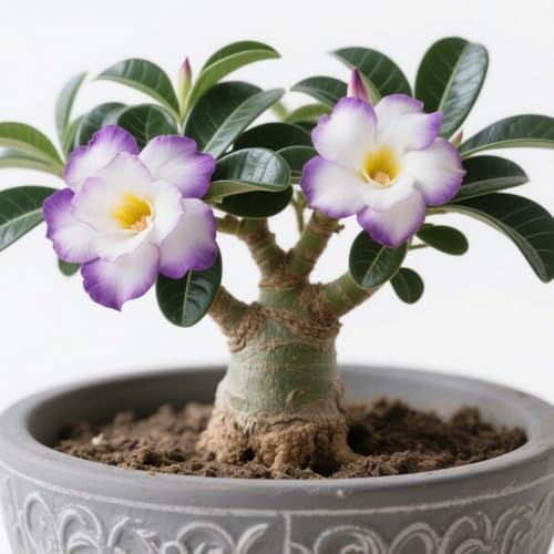 (desert rose) Winterharte Staude/Wüstenrose/Adenium obesum-1Rhizom-G von CUIKWA