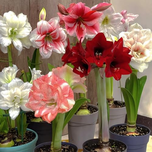 Amaryllis/Kombination aus einzelnen und doppelten Blütenblättern/Balkon-Topfpflanzendekoration-1 Rhizom-I Amaryllis/Kombination aus einzelnen und doppelten Blütenblättern/Balkon-Topfpflanzendekoration-1 Rhizom-I von CUIKWA