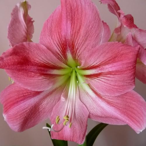 Amaryllis/Kombination aus einzelnen und doppelten Blütenblättern/Balkon-Topfpflanzendekoration-2Rhizom-H Amaryllis/Kombination aus einzelnen und doppelten Blütenblättern/Balkon-Topfpflanzendekoration-2Rhizom-H von CUIKWA