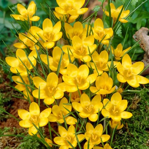 CUIKWA Ausgewählte Krokus zwiebeln - mehrjährige Blüten und kaltresistente - Gartenbalkon Wurzelblumen-10 Zwiebeln-D von CUIKWA