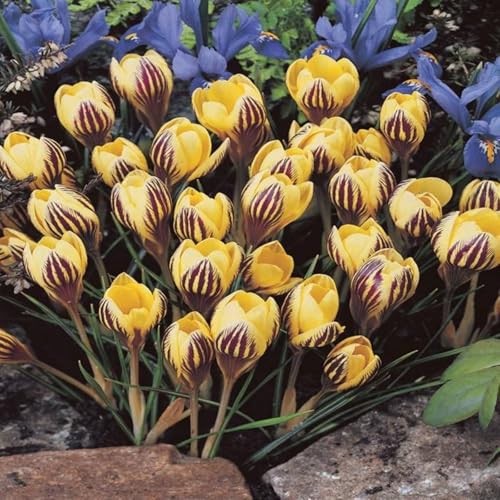 CUIKWA Ausgewählte Krokus zwiebeln - mehrjährige Blüten und kaltresistente - Gartenbalkon Wurzelblumen-10 Zwiebeln-G CUIKWA Ausgewählte Krokus zwiebeln - mehrjährige Blüten und kaltresistente - Gartenbalkon Wurzelblumen-10 Zwiebeln-G von CUIKWA