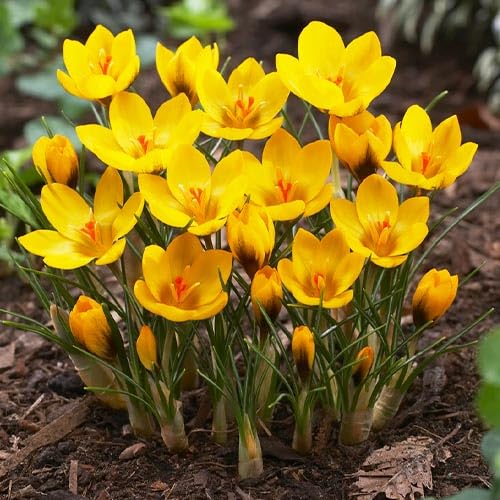 CUIKWA Ausgewählte Krokus zwiebeln - mehrjährige Blüten und kaltresistente - Gartenbalkon Wurzelblumen-15 Zwiebeln-A von CUIKWA