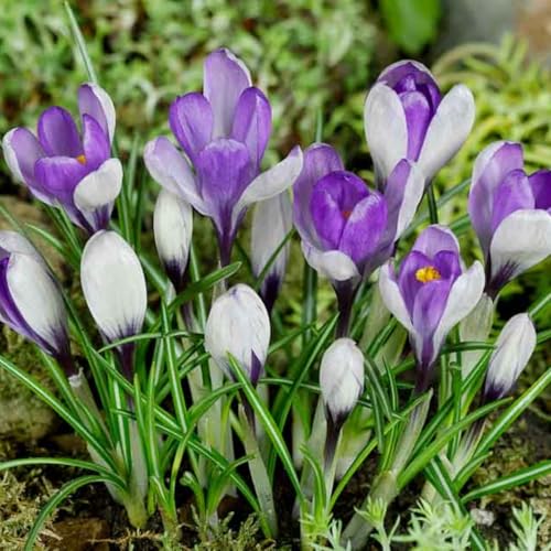 CUIKWA Ausgewählte Krokus zwiebeln - mehrjährige Blüten und kaltresistente - Gartenbalkon Wurzelblumen-4 Zwiebeln-H von CUIKWA