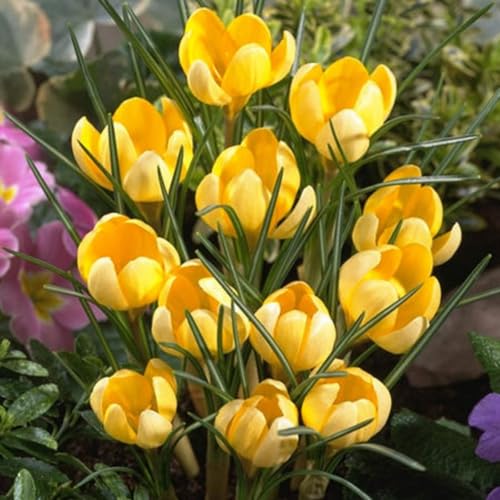 CUIKWA Ausgewählte Krokus zwiebeln - mehrjährige Blüten und kaltresistente - Gartenbalkon Wurzelblumen-6 Zwiebeln-B von CUIKWA