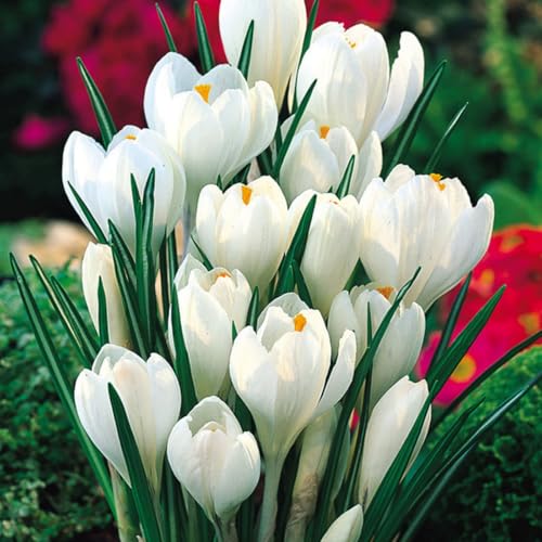 CUIKWA Ausgewählte Krokus zwiebeln - mehrjährige Blüten und kaltresistente - Gartenbalkon Wurzelblumen-6 Zwiebeln-C CUIKWA Ausgewählte Krokus zwiebeln - mehrjährige Blüten und kaltresistente - Gartenbalkon Wurzelblumen-6 Zwiebeln-C von CUIKWA