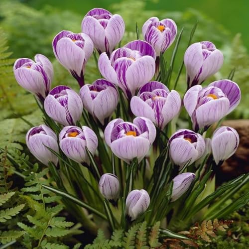 CUIKWA Ausgewählte Krokus zwiebeln - mehrjährige Blüten und kaltresistente - Gartenbalkon Wurzelblumen-6 Zwiebeln-F von CUIKWA