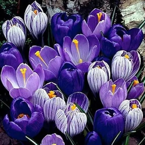 CUIKWA Ausgewählte Krokus zwiebeln - mehrjährige Blüten und kaltresistente - Gartenbalkon Wurzelblumen-6 Zwiebeln-J von CUIKWA